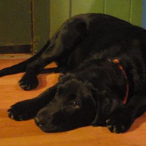 Meet your Posher, Janet